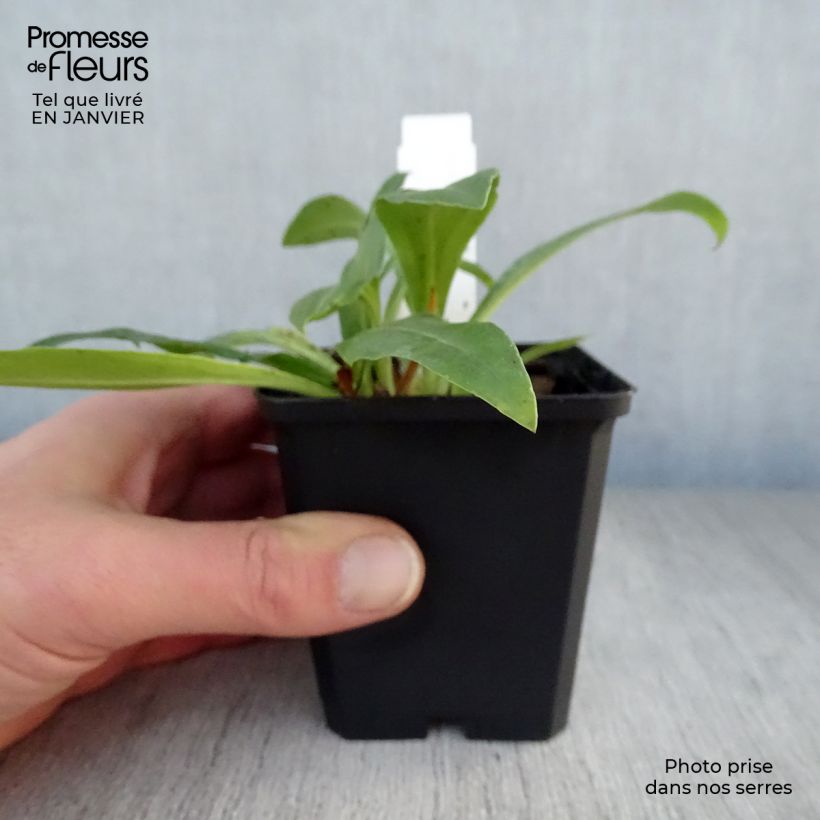 Spécimen de Veronica gentianoides - Véronique du Caucase Godet de 8/9 cm tel que livré en hiver