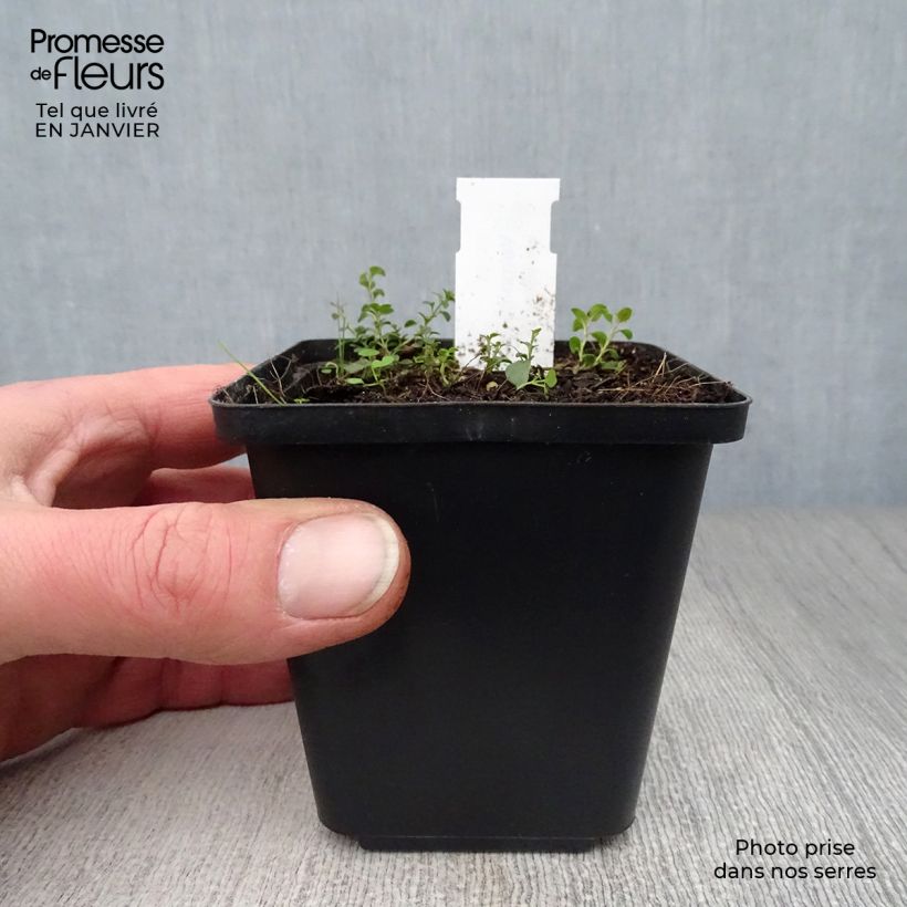 Spécimen de Veronica liwanensis - Véronique Godet de 8/9 cm tel que livré en hiver