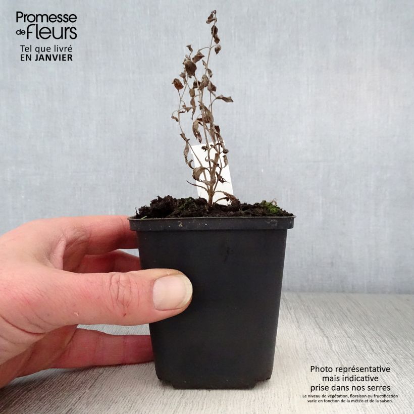 Spécimen de Veronica longifolia Blauriesin - Véronique à grandes feuilles Godet de 8/9 cm tel que livré en hiver