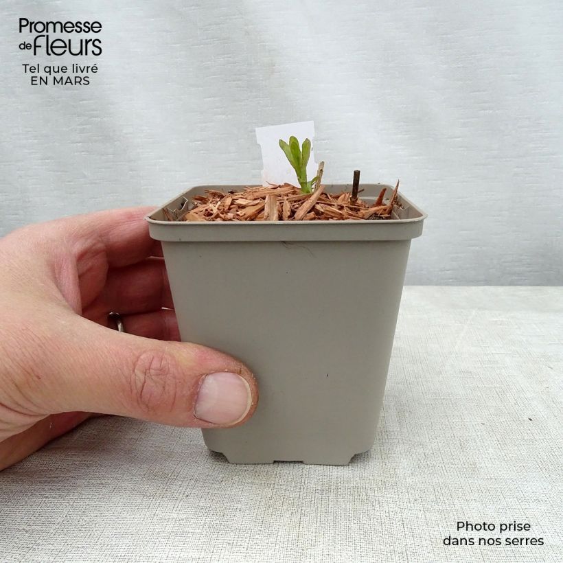 Spécimen de Veronica longifolia Candied Candle - Véronique à longues feuilles Godet de 8/9 cm tel que livré au printemps