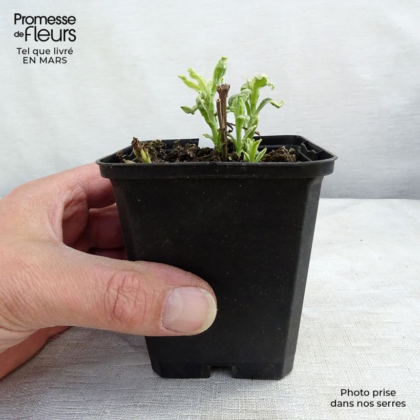 Spécimen de Veronica longifolia Charlotte® - Véronique à grandes feuilles Godet de 8/9 cm tel que livré en hiver