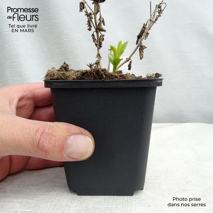 Spécimen de Veronica longifolia Lila Karina - Véronique à longues feuilles Godet de 8/9 cm tel que livré en hiver