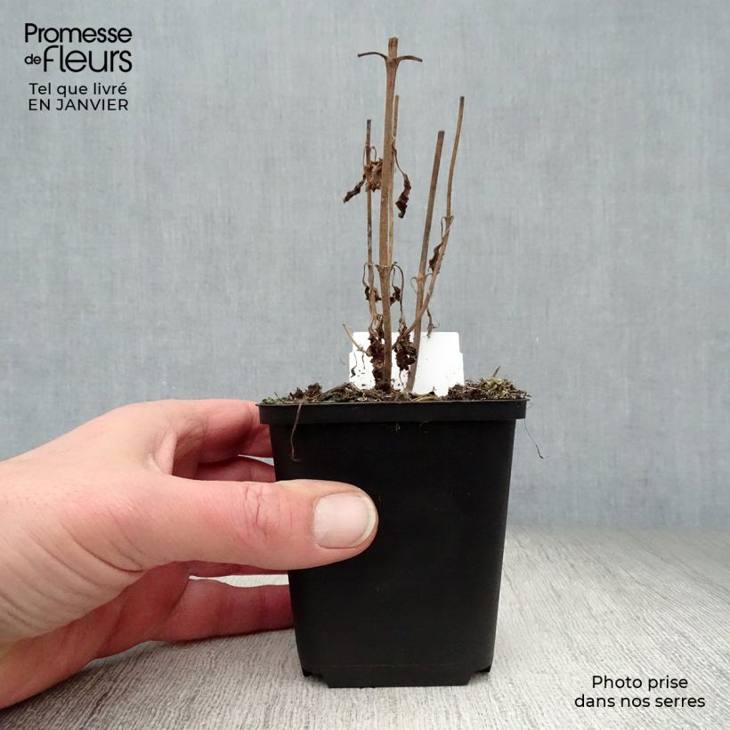 Spécimen de Veronica longifolia Marietta - Véronique à grandes feuilles Godet de 8/9 cm tel que livré en hiver