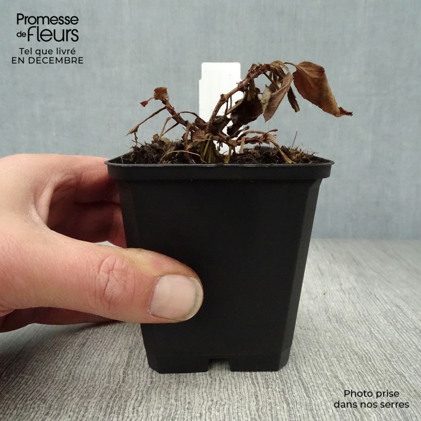 Spécimen de Veronica longifolia Pink Damask - Véronique à longues feuilles Godet de 8/9 cm tel que livré en hiver