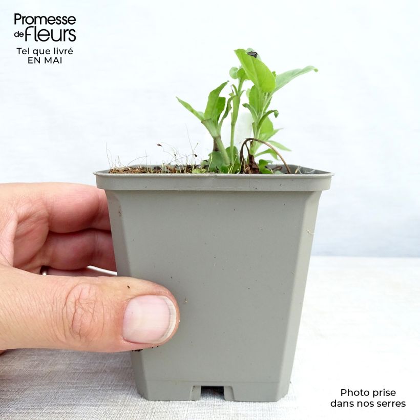 Spécimen de Veronica longifolia Pink Damask - Véronique à longues feuilles Godet de 8/9 cm tel que livré au printemps