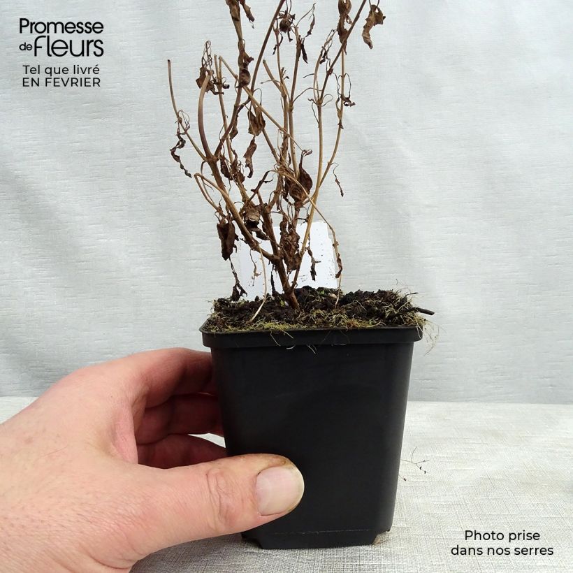 Spécimen de Veronica longifolia Schneeriesin - Véronique blanche à longues feuilles Godet de 8/9 cm tel que livré en hiver