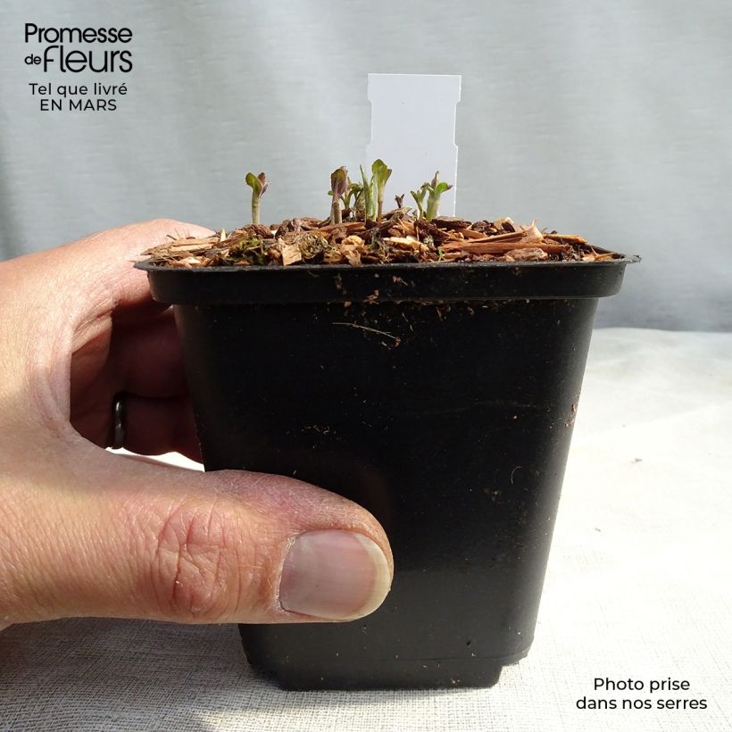 Spécimen de Veronica longifolia - Véronique à longues feuilles Godet de 8/9 cm tel que livré en hiver