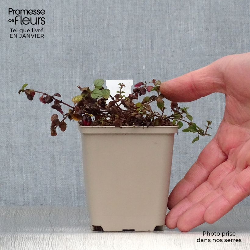 Spécimen de Veronica petraea Madame Mercier - Véronique  Godet de 8/9 cm tel que livré en hiver