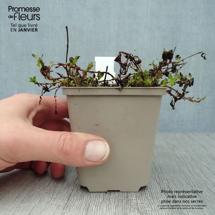 Spécimen de Veronica prostrata Mrs Holt Godet de 8/9 cm tel que livré en hiver