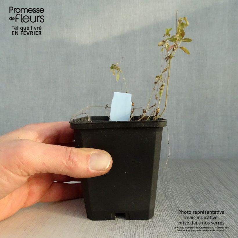 Spécimen de Veronica prostrata - Véronique couchée Godet de 8/9 cm tel que livré en hiver