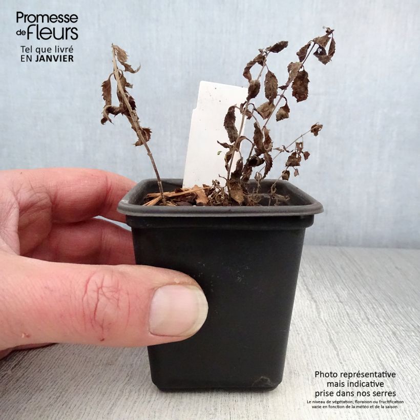 Spécimen de Veronica spicata Alba - Véronique en épis blanche Godet de 8/9 cm tel que livré en hiver