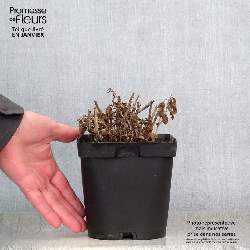 Spécimen de Veronica spicata Alba - Véronique en épis blanche Pot de 2L/3L tel que livré en hiver