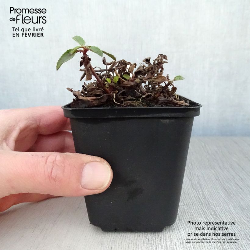 Spécimen de Veronica spicata Barcarolle - Véronique en épi Barcarolle Godet de 8/9 cm tel que livré en hiver