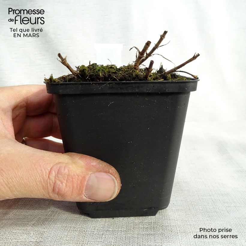 Veronica spicata Barcarolle Vasetto da 8/9 cm esemplare consegnato in primavera