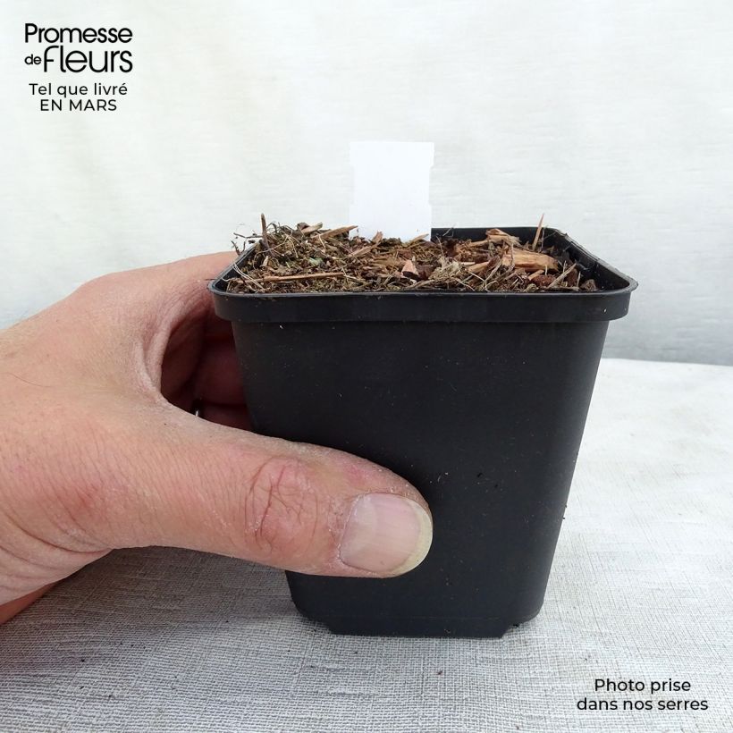 Spécimen de Veronica spicata Erika - Véronique en épis Erika Godet de 8/9 cm tel que livré au printemps