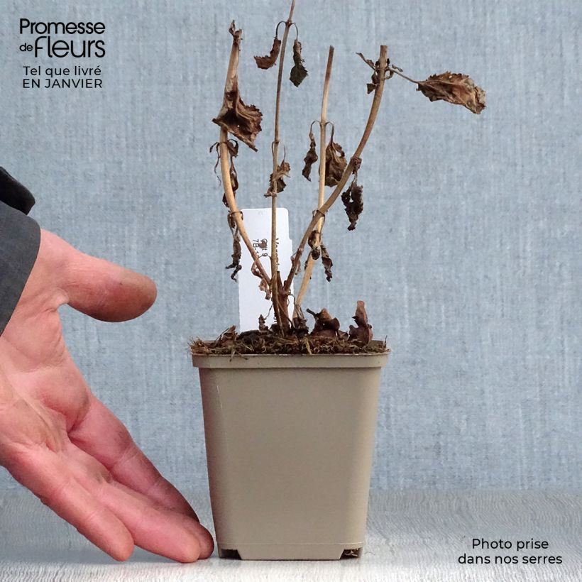 Spécimen de Veronica spicata First Love - Véronique Godet de 8/9 cm tel que livré en hiver