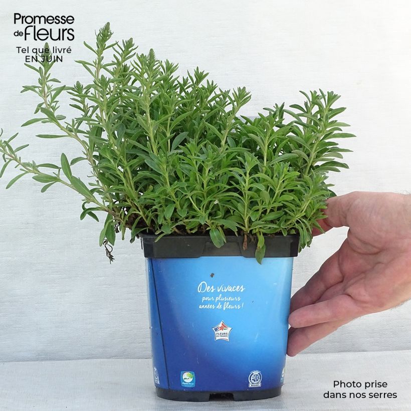 Spécimen de Veronica spicata Nana Blue - Véronique en épis Pot de 2L/3L tel que livré en été