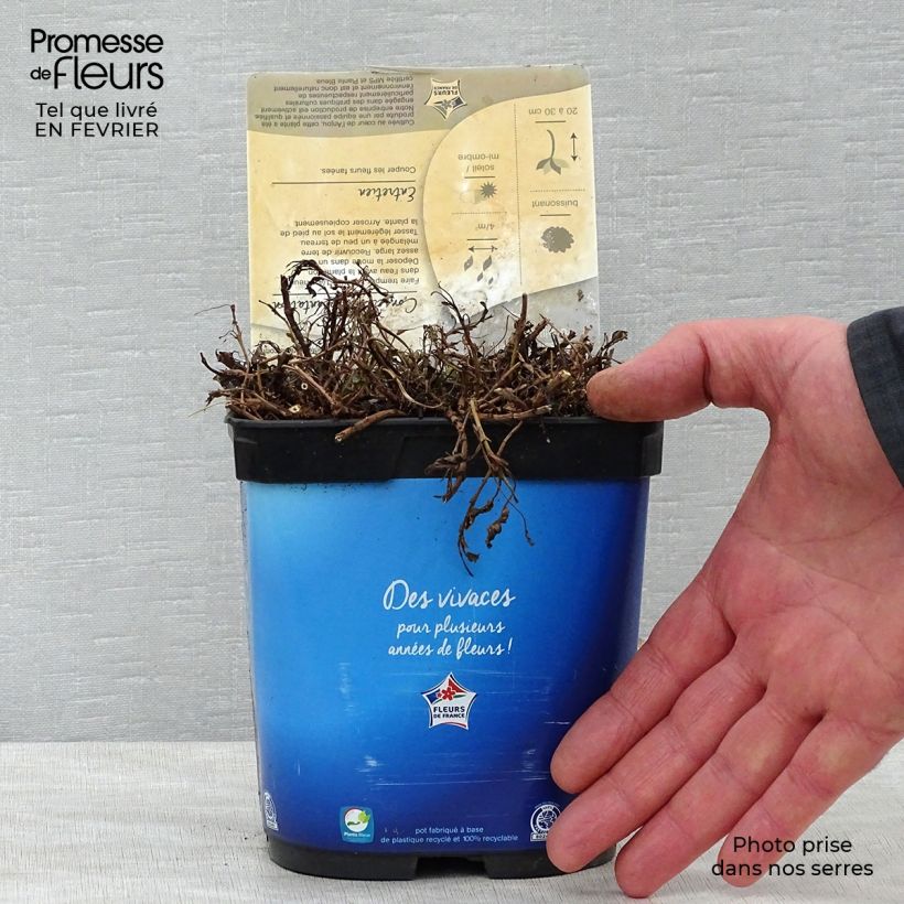Spécimen de Veronica spicata Nana Blue - Véronique en épis Pot de 2L/3L tel que livré en hiver