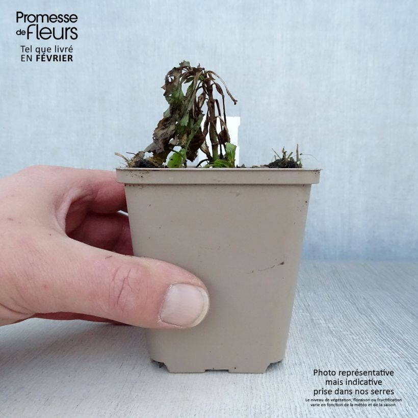 Spécimen de Veronica spicata Rotfuchs - Véronique en épis Godet de 8/9 cm tel que livré en hiver