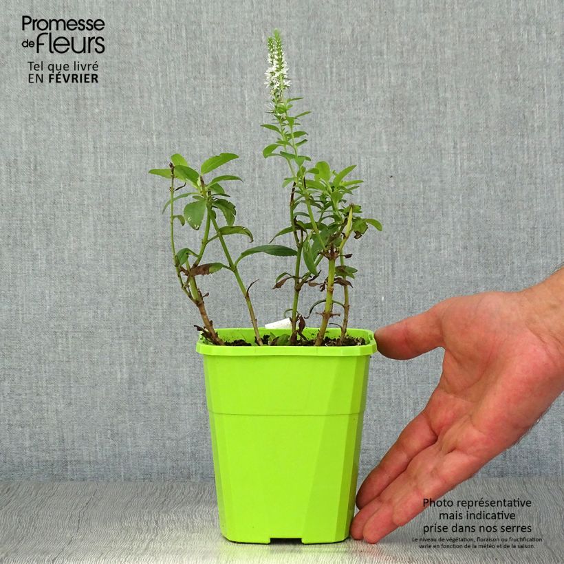 Spécimen de Veronica spicata Royal Candles - Véronique en épis Godet de 8/9 cm tel que livré en automne
