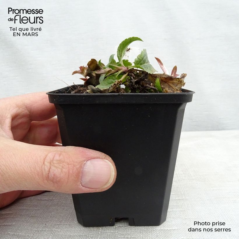 Spécimen de Veronica spicata Royal Candles - Véronique en épis Godet de 8/9 cm tel que livré en hiver