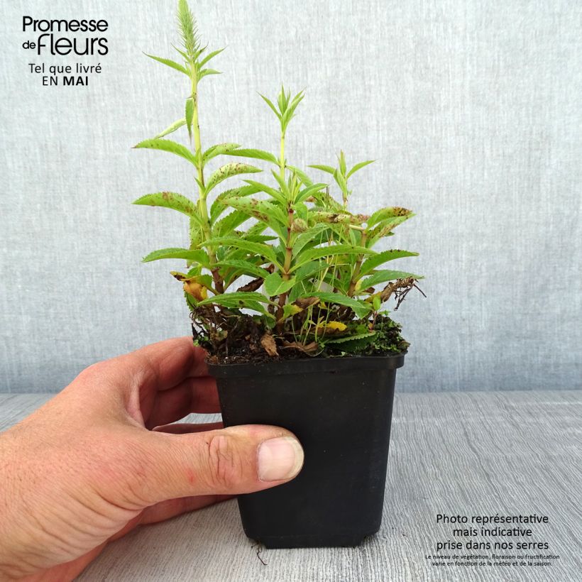 Spécimen de Veronica spicata Ulster Dwarf Blue - Véronique en épis Godet de 8/9 cm tel que livré au printemps