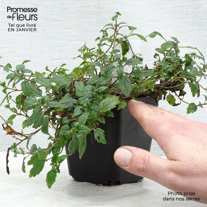 Spécimen de Veronica umbrosa Georgia Blue - Véronique rampante Godet de 8/9 cm tel que livré en hiver