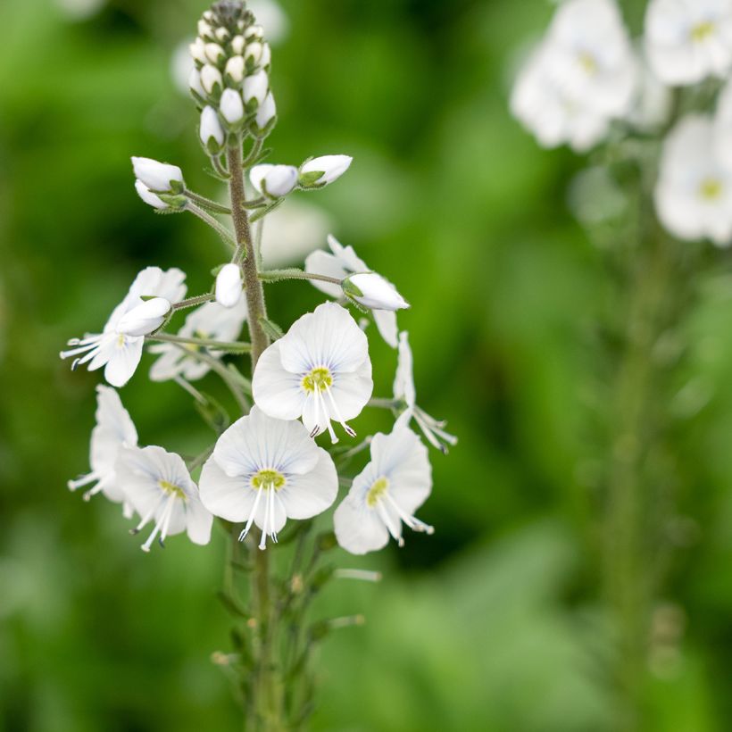 Veronica  gentianoides Tissington White - Véronique du Caucase (Floraison)
