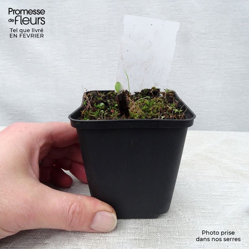 Spécimen de Veronicastrum sibiricum - Véronique de Sibérie Godet de 8/9 cm tel que livré en hiver