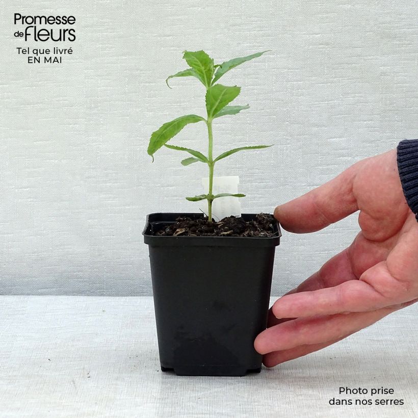 Amostra de Veronicastrum sibiricum Vaso de 8/9 cm tal como entregue na primavera