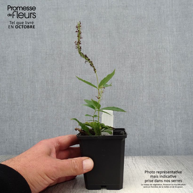 Spécimen de Veronicastrum virginicum Adoration - Véronique de Virginie Godet de 8/9 cm tel que livré en automne