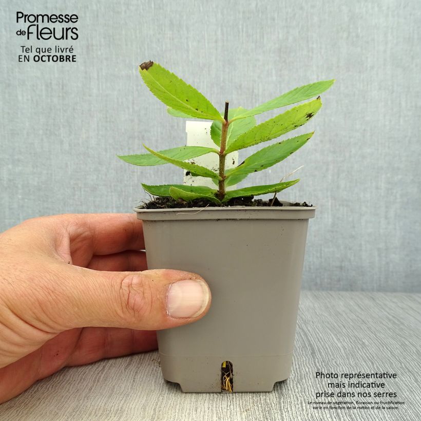 Spécimen de Veronicastrum virginicum Challenger - Véronique de Virginie Godet de 8/9 cm tel que livré en automne