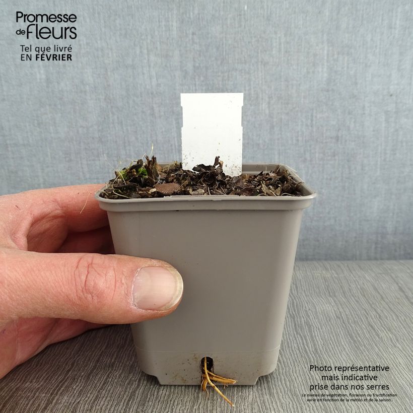 Spécimen de Veronicastrum virginicum Challenger - Véronique de Virginie Godet de 8/9 cm tel que livré en hiver