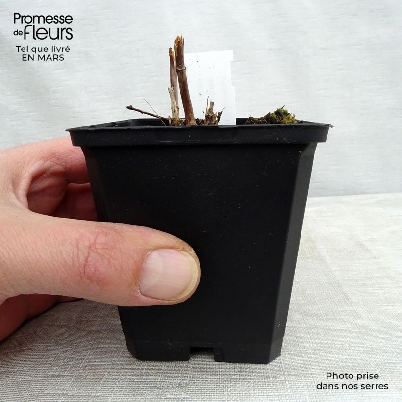 Veronicastrum virginicum Cupid Vasetto da 8/9 cm esemplare consegnato in primavera