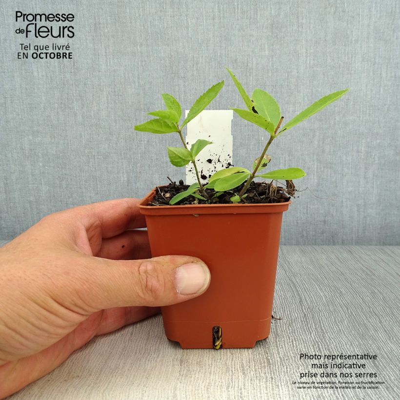 Spécimen de Veronicastrum virginicum Diana - Véronique de Virginie Godet de 8/9 cm tel que livré en automne