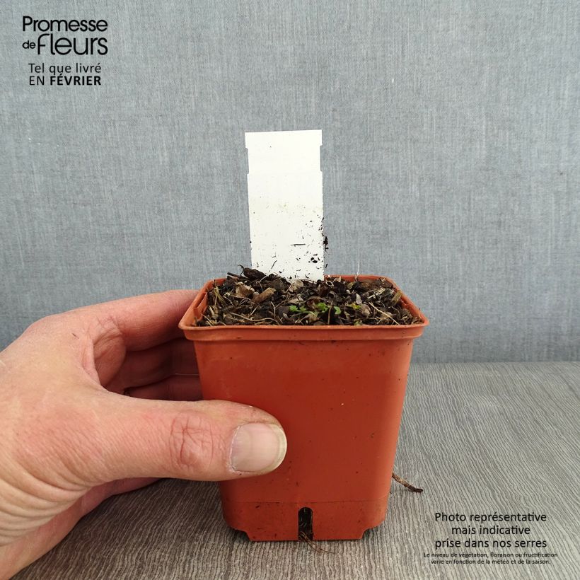 Spécimen de Veronicastrum virginicum Diana - Véronique de Virginie Godet de 8/9 cm tel que livré en hiver