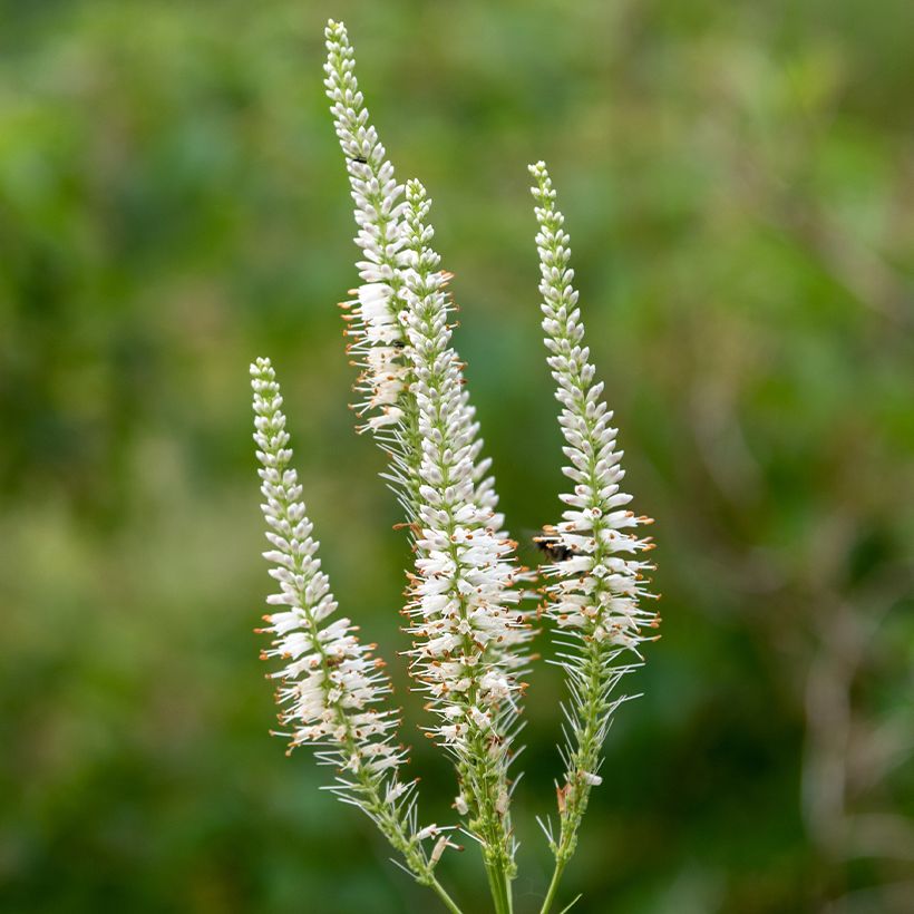 Veronicastrum virginicum Diana - Véronique de Virginie (Floraison)