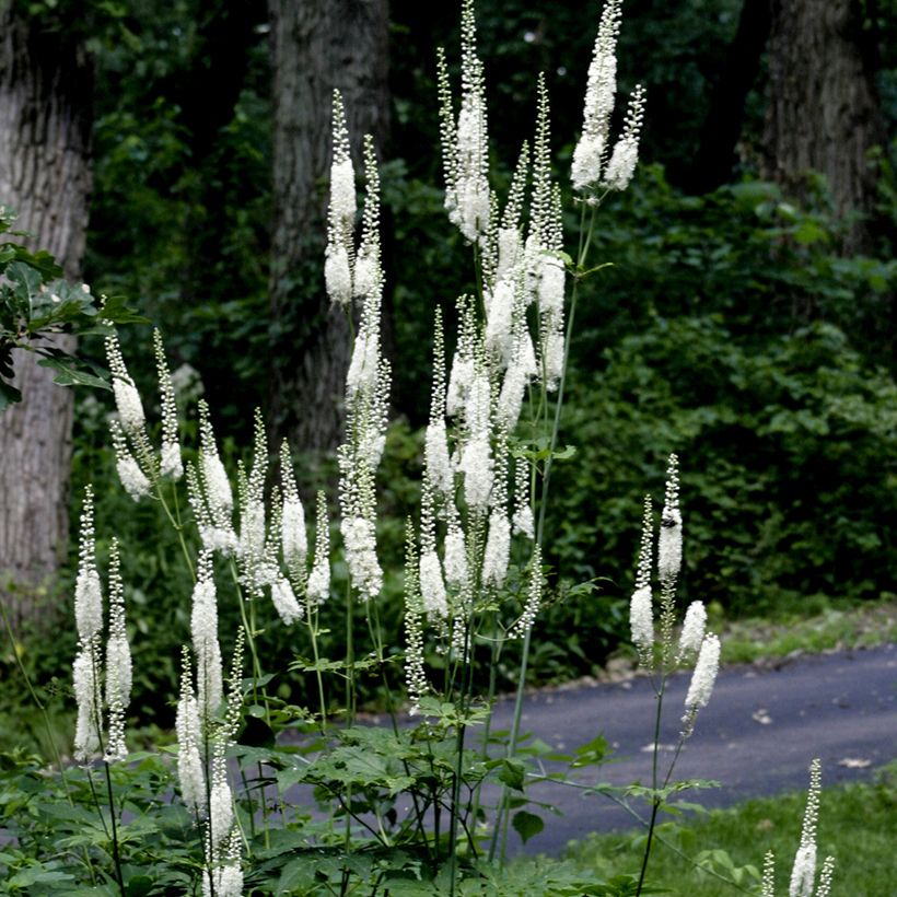 Veronicastrum virginicum Diana - Véronique de Virginie (Port)