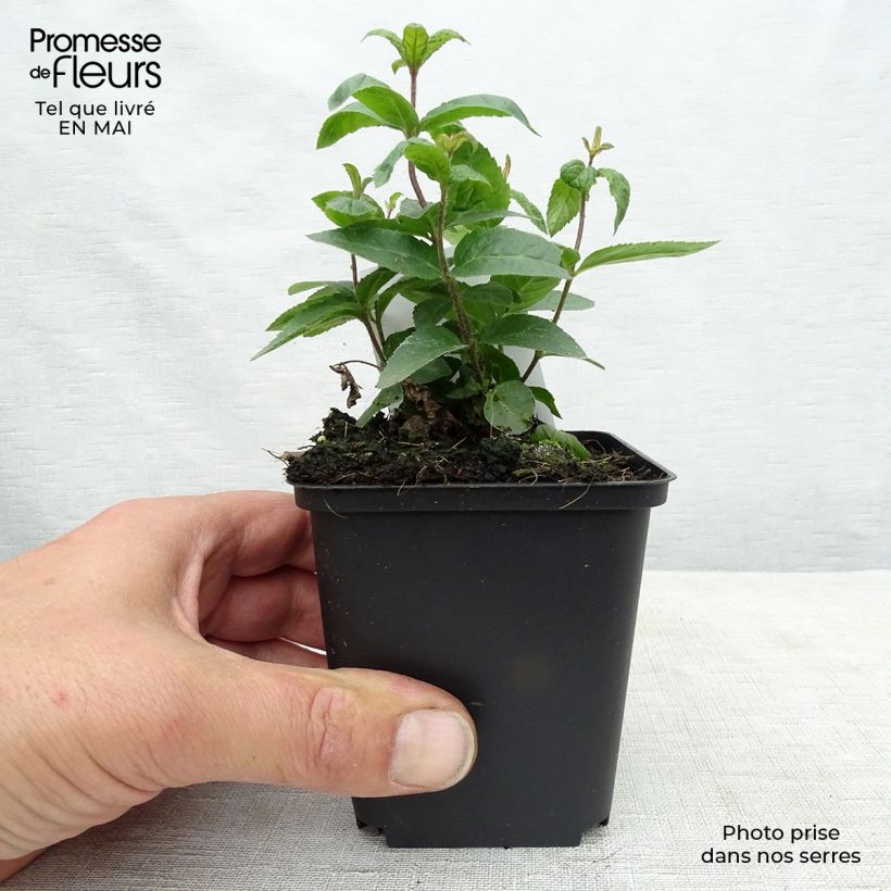 Amostra de Veronicastrum virginicum Erika Vaso de 8/9 cm tal como entregue na primavera