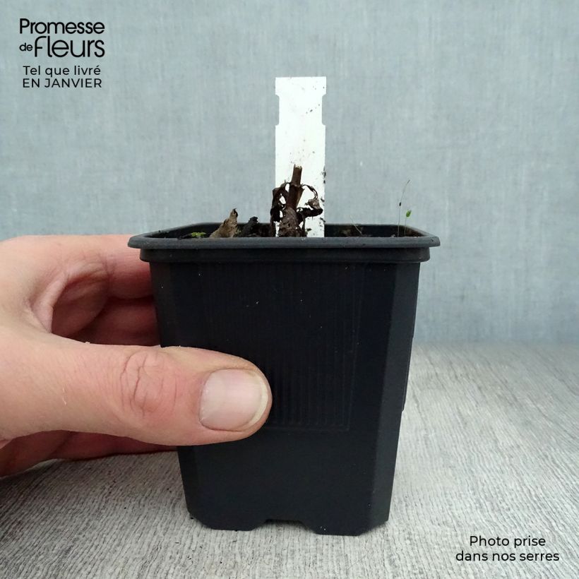 Spécimen de Veronicastrum virginicum Erika - Véronique de Virginie Godet de 8/9 cm tel que livré en hiver