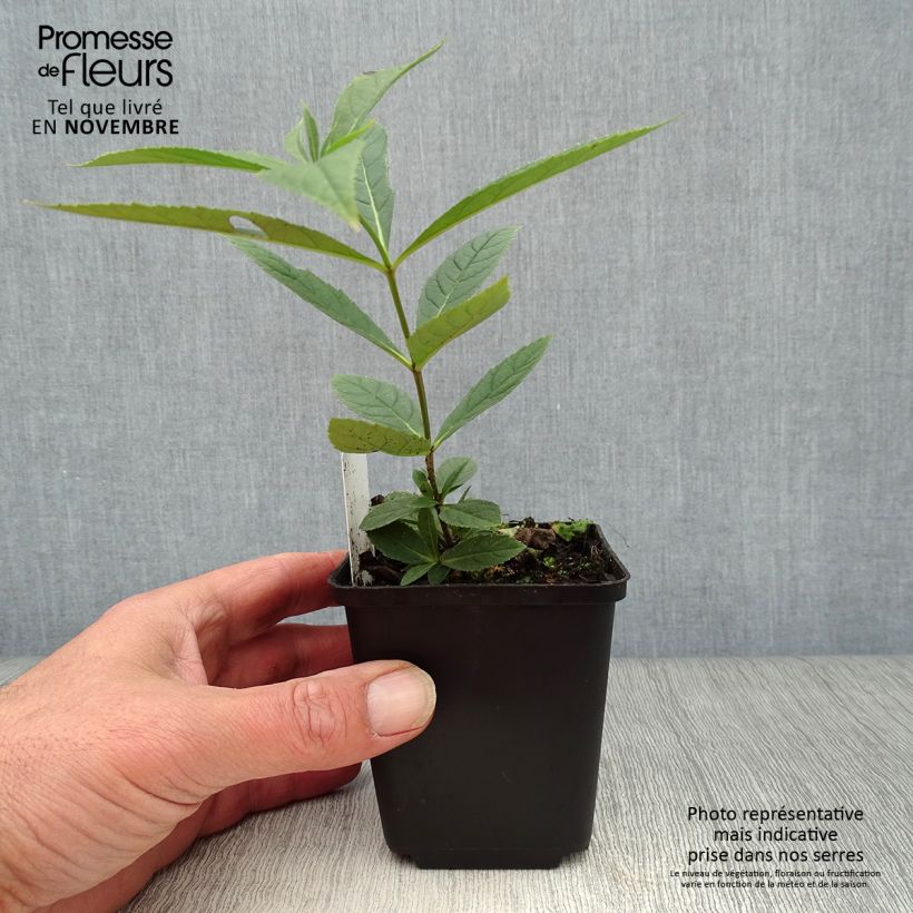 Spécimen de Veronicastrum virginicum Fascination - Véronique de Virginie Godet de 8/9 cm tel que livré en automne