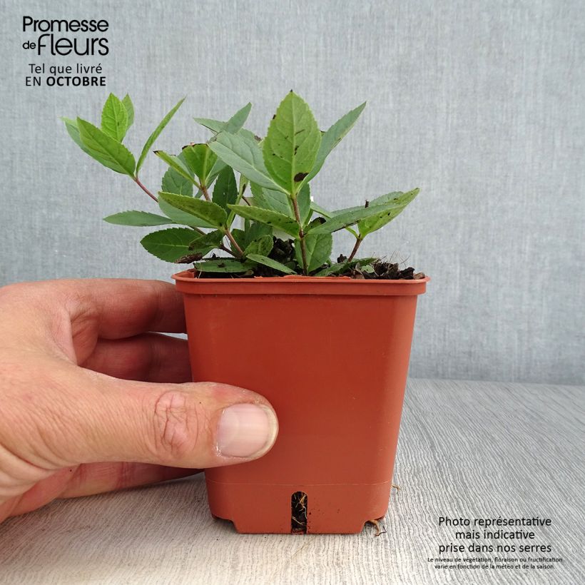 Spécimen de Veronicastrum virginicum Kleine Erika - Véronique de Virginie Godet de 8/9 cm tel que livré en automne