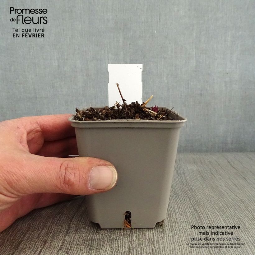 Spécimen de Veronicastrum virginicum Kleine Erika - Véronique de Virginie Godet de 8/9 cm tel que livré en hiver