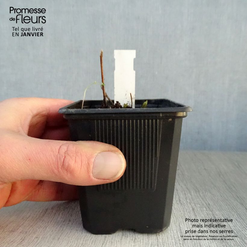 Spécimen de Veronicastrum virginicum Lavendelturm - Véronique de Virgine lavande pâle Godet de 8/9 cm tel que livré en hiver