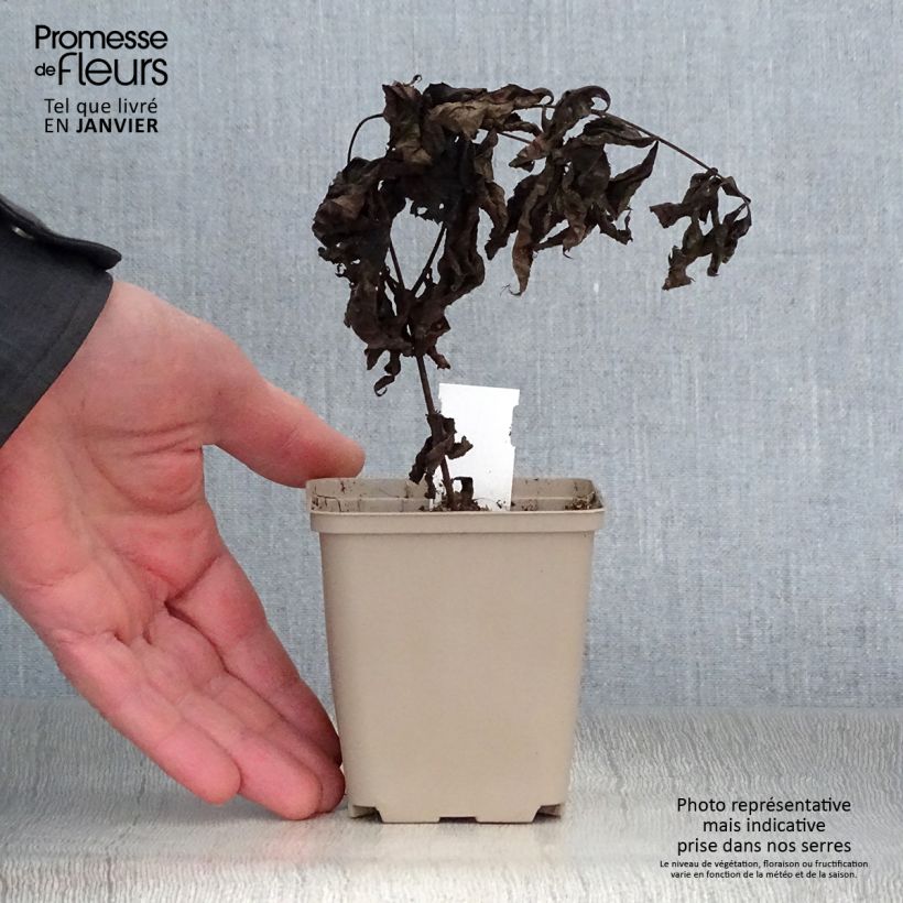 Spécimen de Veronicastrum virginicum Pink Glow - Véronique de Virgine rose Godet de 8/9 cm tel que livré en hiver