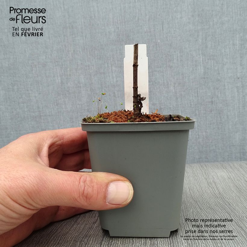 Spécimen de Veronicastrum virginicum Spring Dew - Véronique de Virginie Godet de 8/9 cm tel que livré en hiver