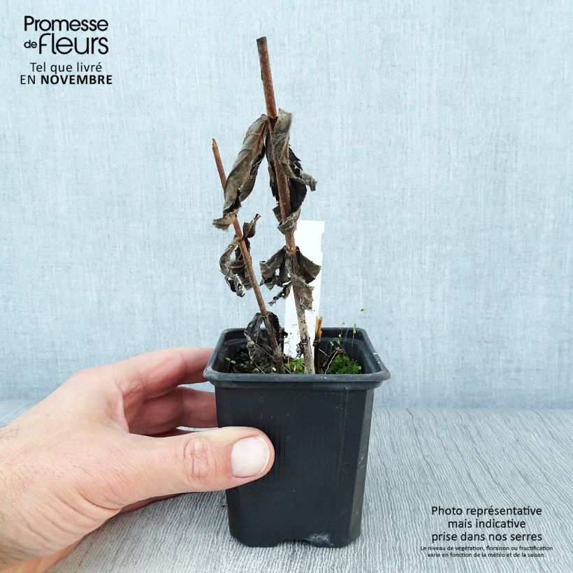 Spécimen de Veronicastrum virginicum var. album - Véronique de Virginie blanche Godet de 8/9 cm tel que livré en automne