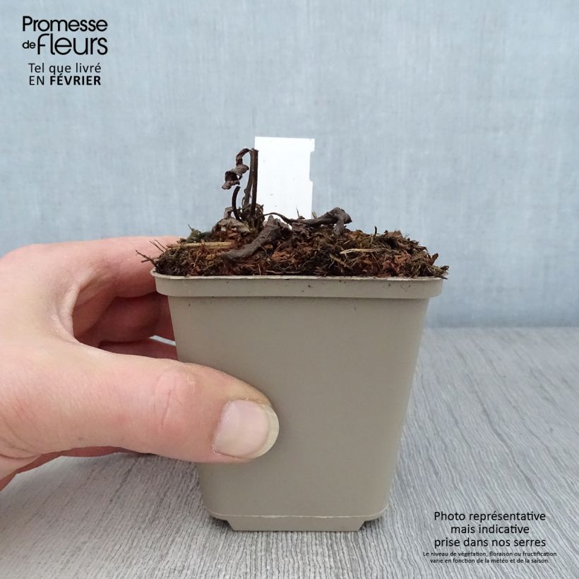 Spécimen de Véronique Apollo - Veronicastrum virginicum Apollo Godet de 8/9 cm tel que livré en hiver