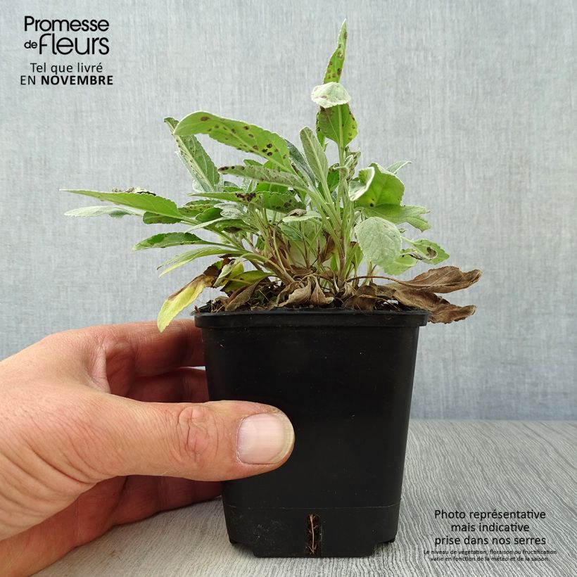 Spécimen de Veronique Silbersee - Veronica spicata subsp incana Silbersee Godet de 8/9 cm tel que livré en automne