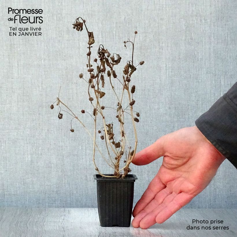 Spécimen de Verveine Sucrante BIO - Lippia dulcis Godet de 7/8 cm tel que livré en hiver